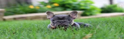 French Bulldog dogs for sale: Clinton - Ad 3