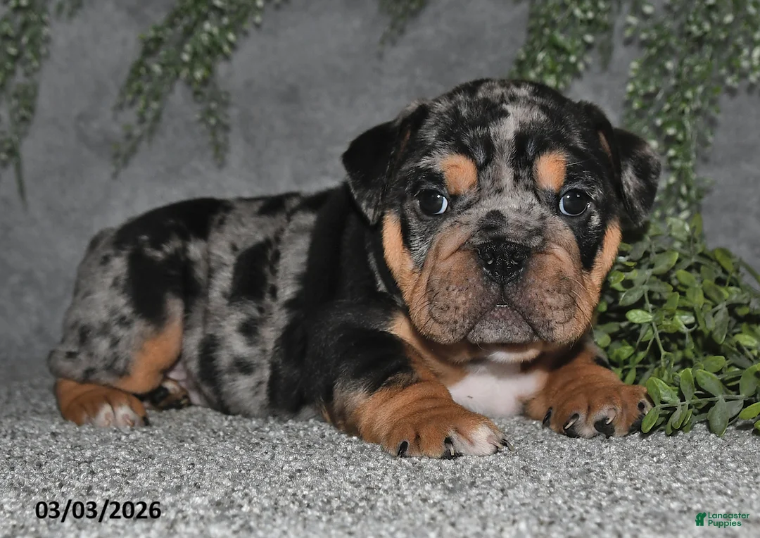 English Bulldog dogs for sale: Ashley - Ad 2