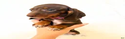 Miniature Dachshund dogs for sale: AKC Daisy - Ad 6