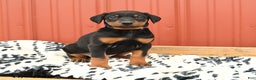 Doberman Pinscher dogs for sale: Harper - Ad 11