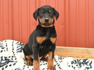 Doberman Pinscher dogs - Ad 34