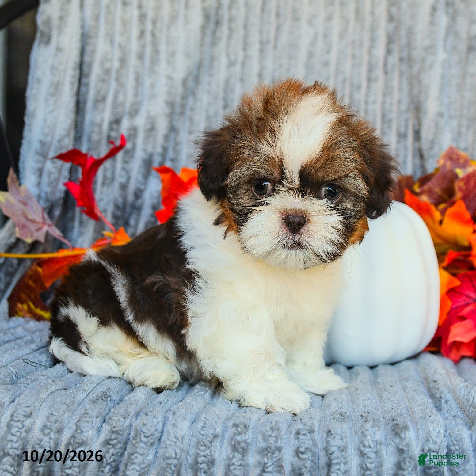 Shih Tzu dogs Cocoa - Ad 2
