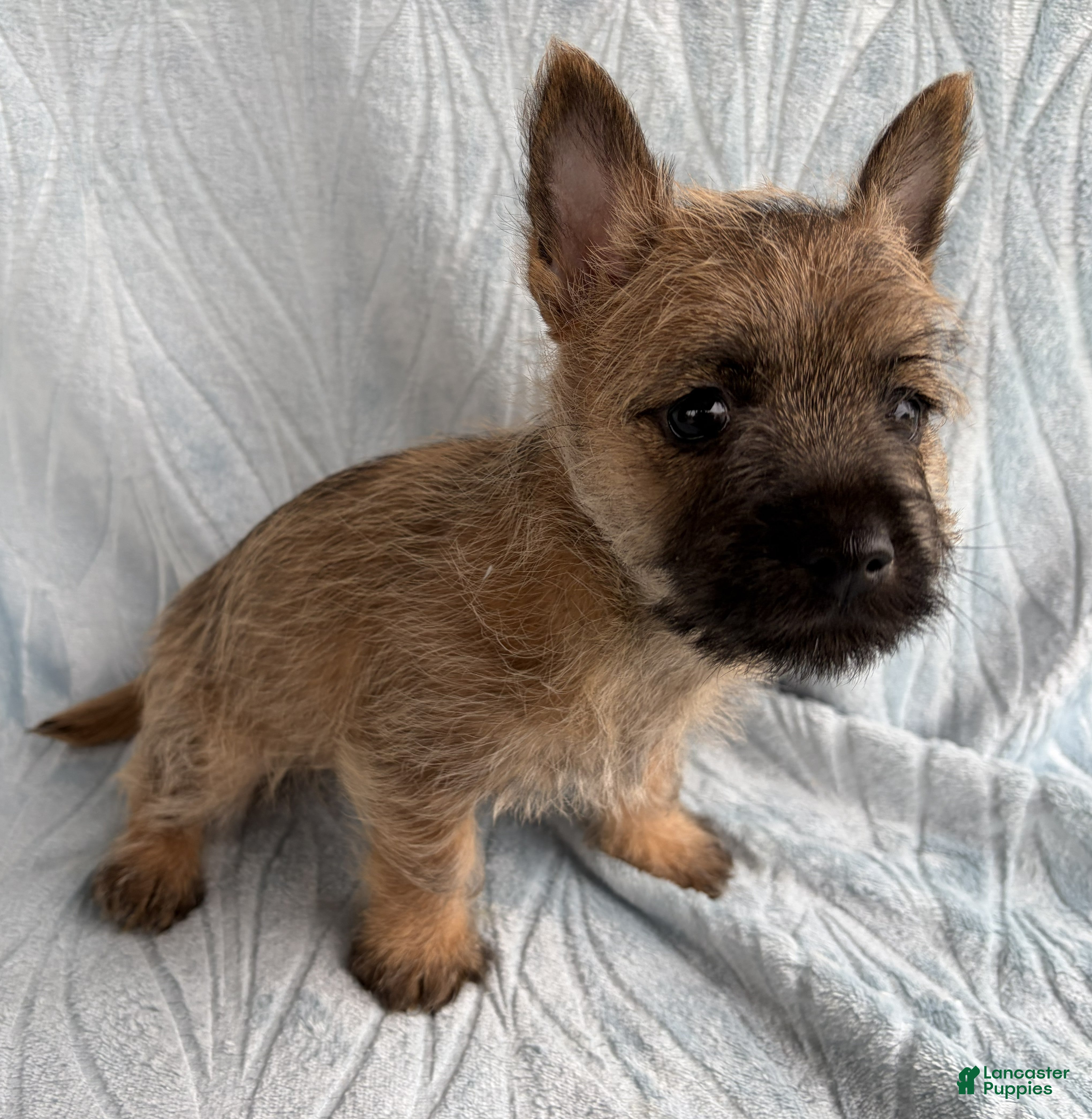 Cairn Terrier dogs Cairn Terrier Puppy 3 Dean - Ad 2