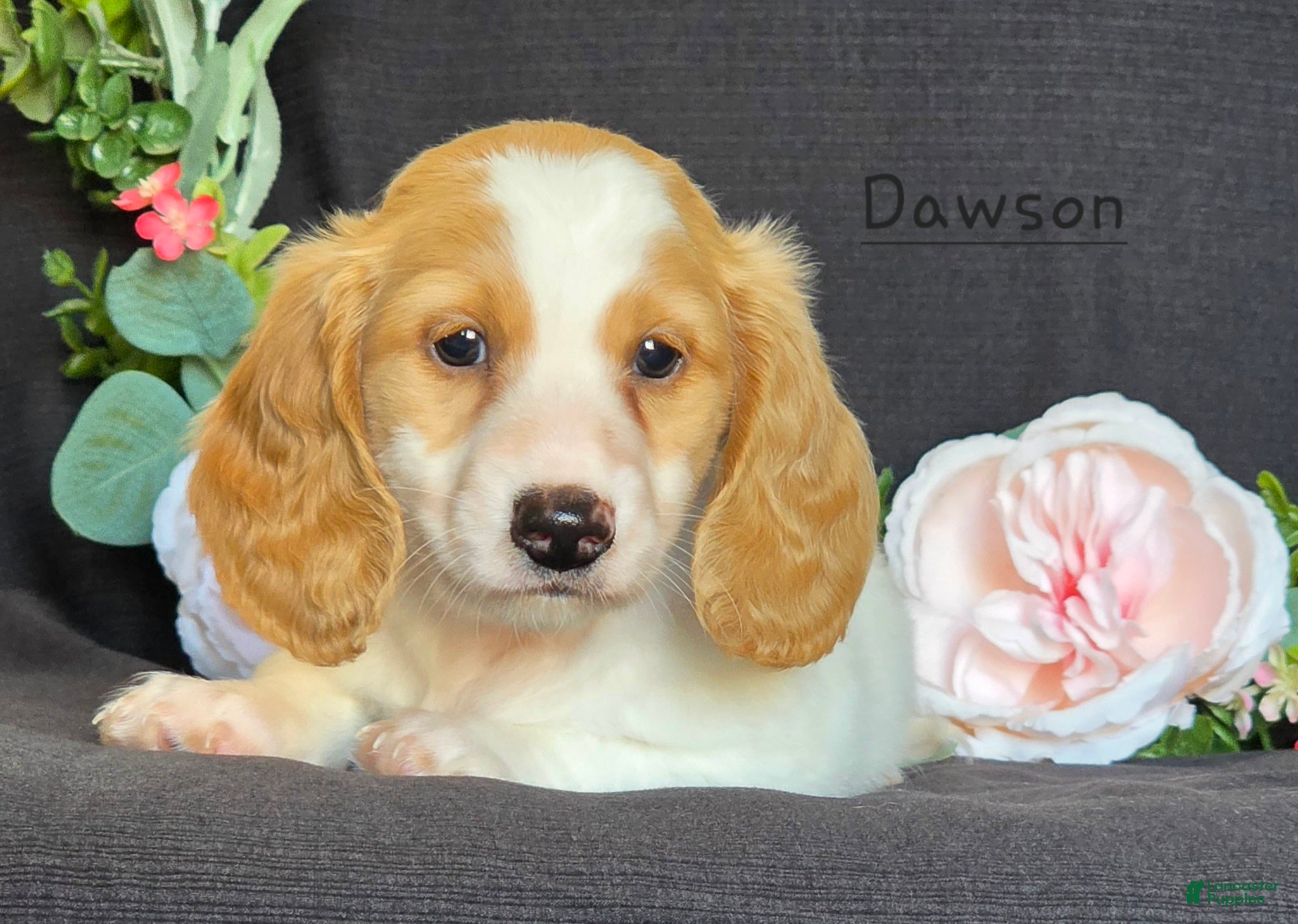 Miniature Dachshund dogs for sale: Dawson - Ad 1