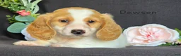 Miniature Dachshund dogs for sale: Dawson - Ad 1
