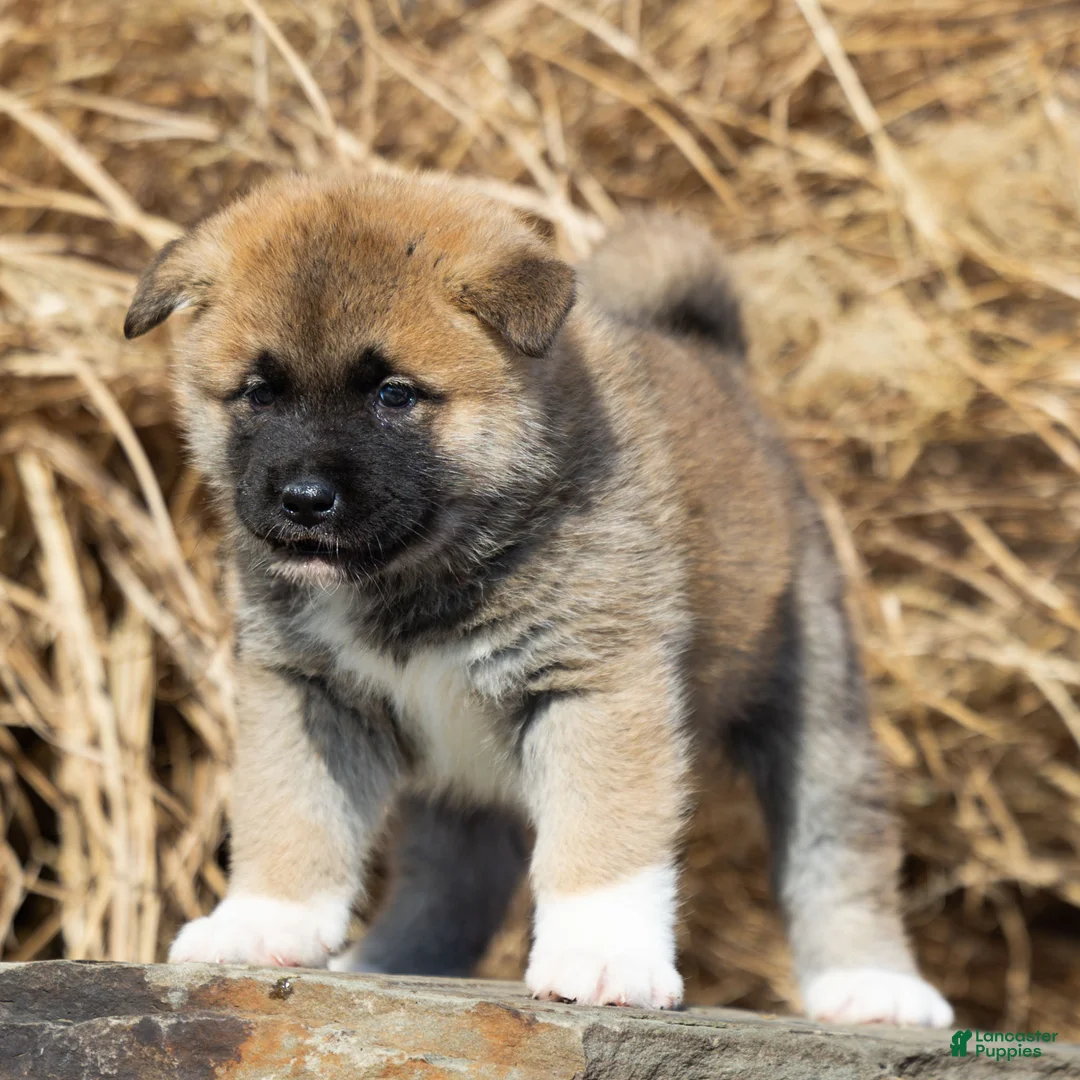 Akita dogs for sale: Flint Akita Puppy  - Ad 1