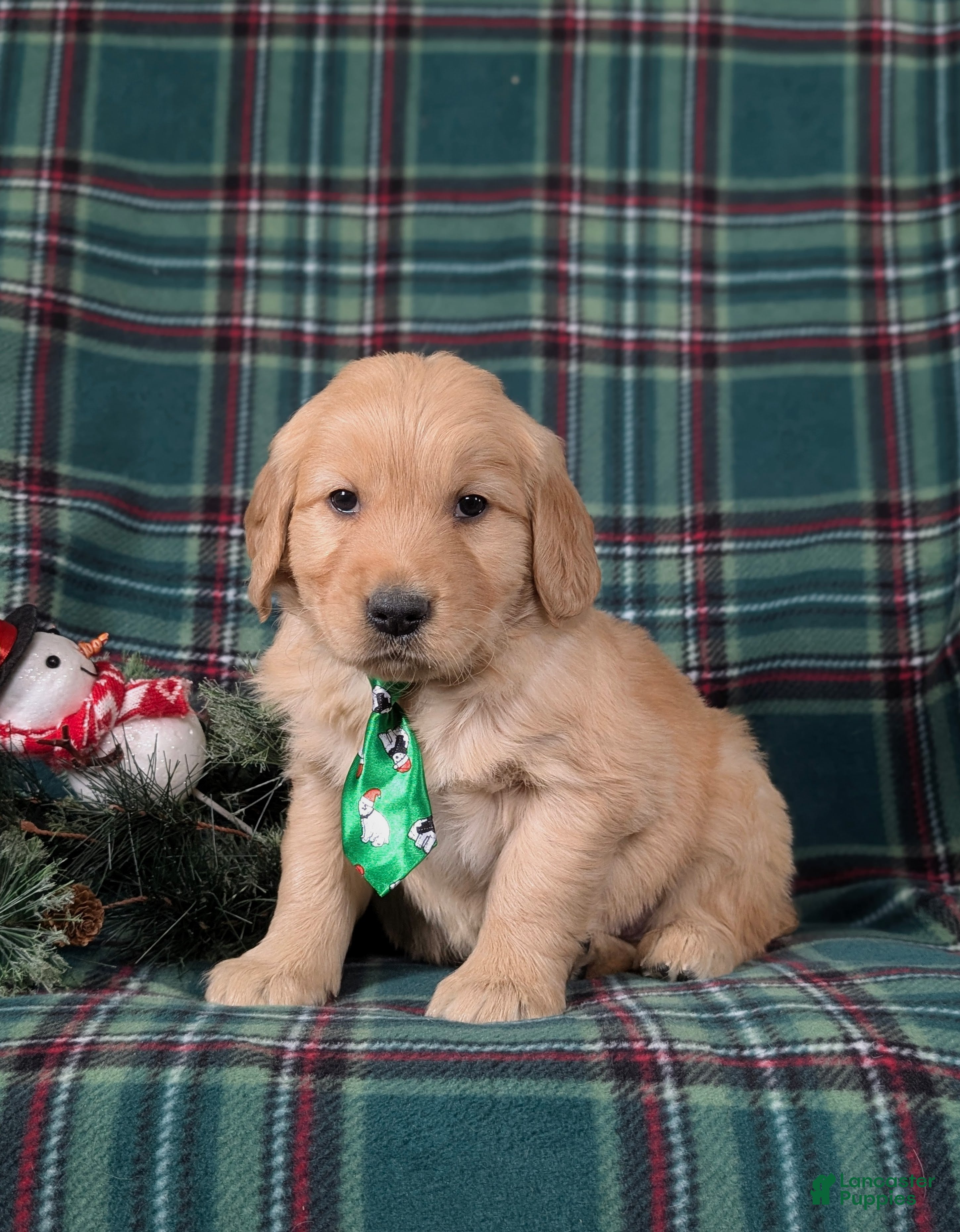 Golden Retriever dogs Bradley - Ad 37