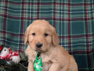 Golden Retriever dogs Bradley - Ad 28
