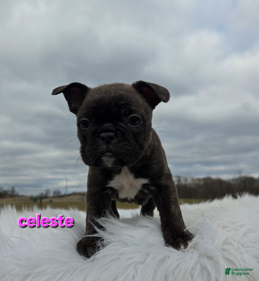 Frenchton dogs for sale: Celeste  - Ad 2