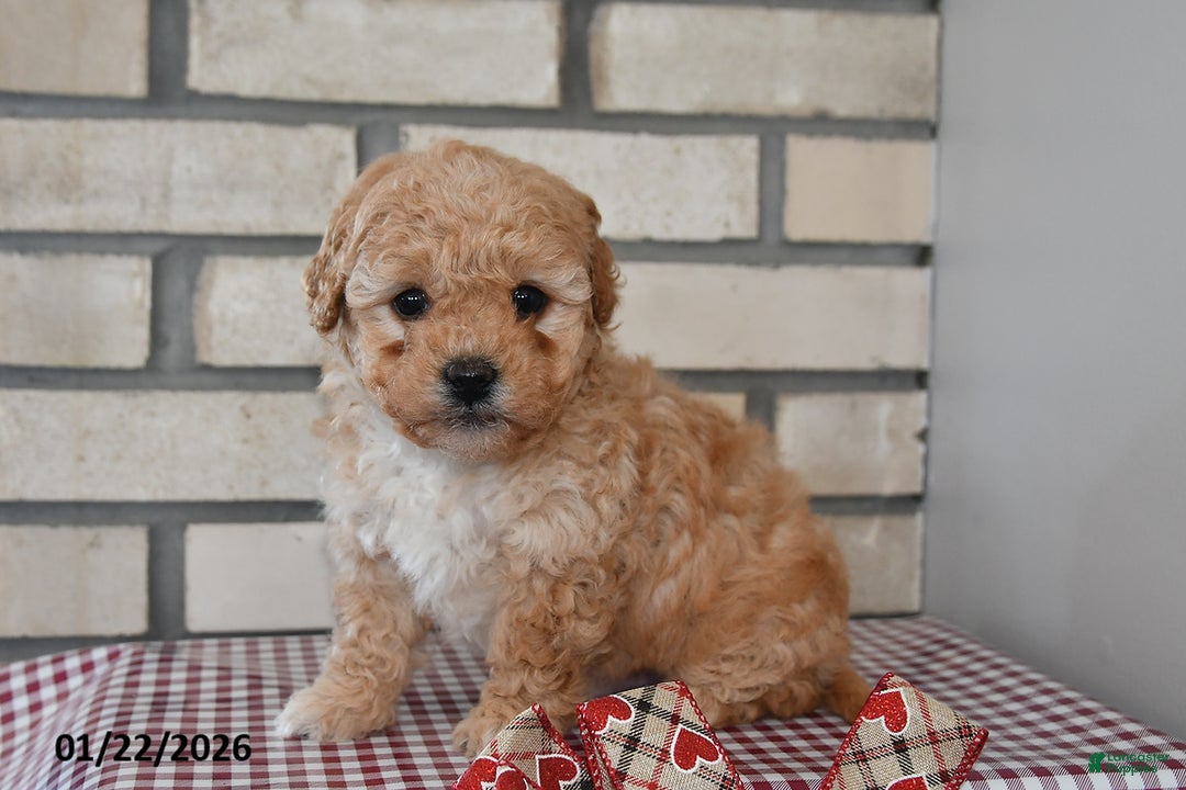 Bichpoo dogs for sale: Carl - Ad 4