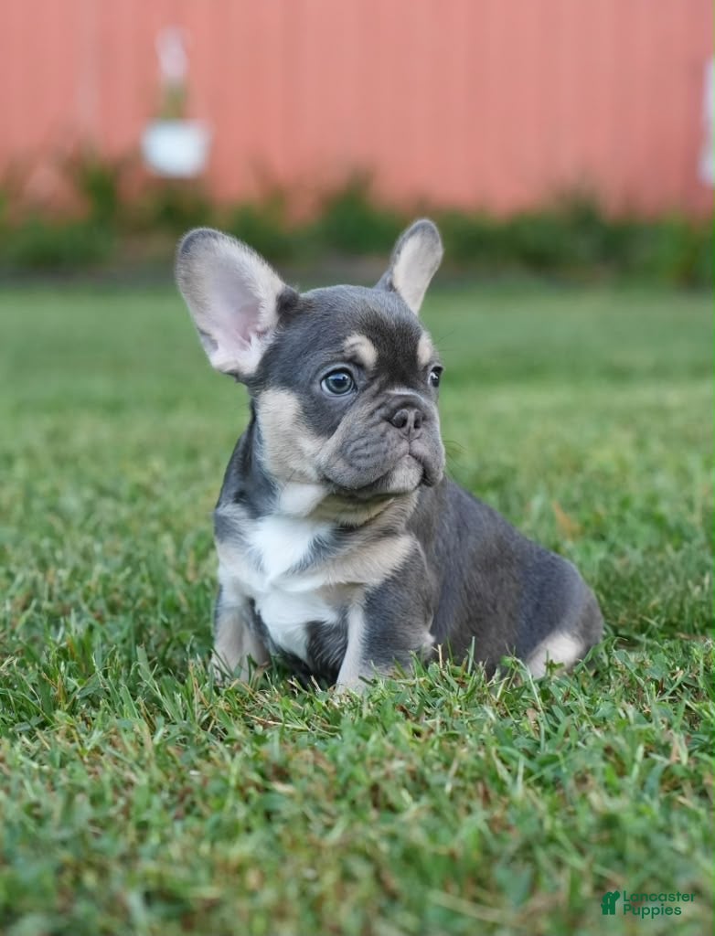 French Bulldog dogs Storm - Ad 2