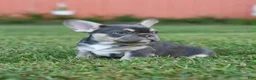 French Bulldog dogs for sale: Storm - Ad 2
