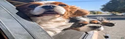 Cavalier King Charles Spaniel dogs for stud: Prince Philip Mountbarking Windsor  - Ad 8