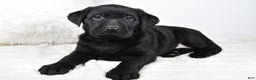 Labrador Retriever dogs for sale: Piper - Ad 10