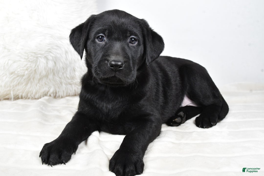 Labrador Retriever dogs for sale: Piper - Ad 10