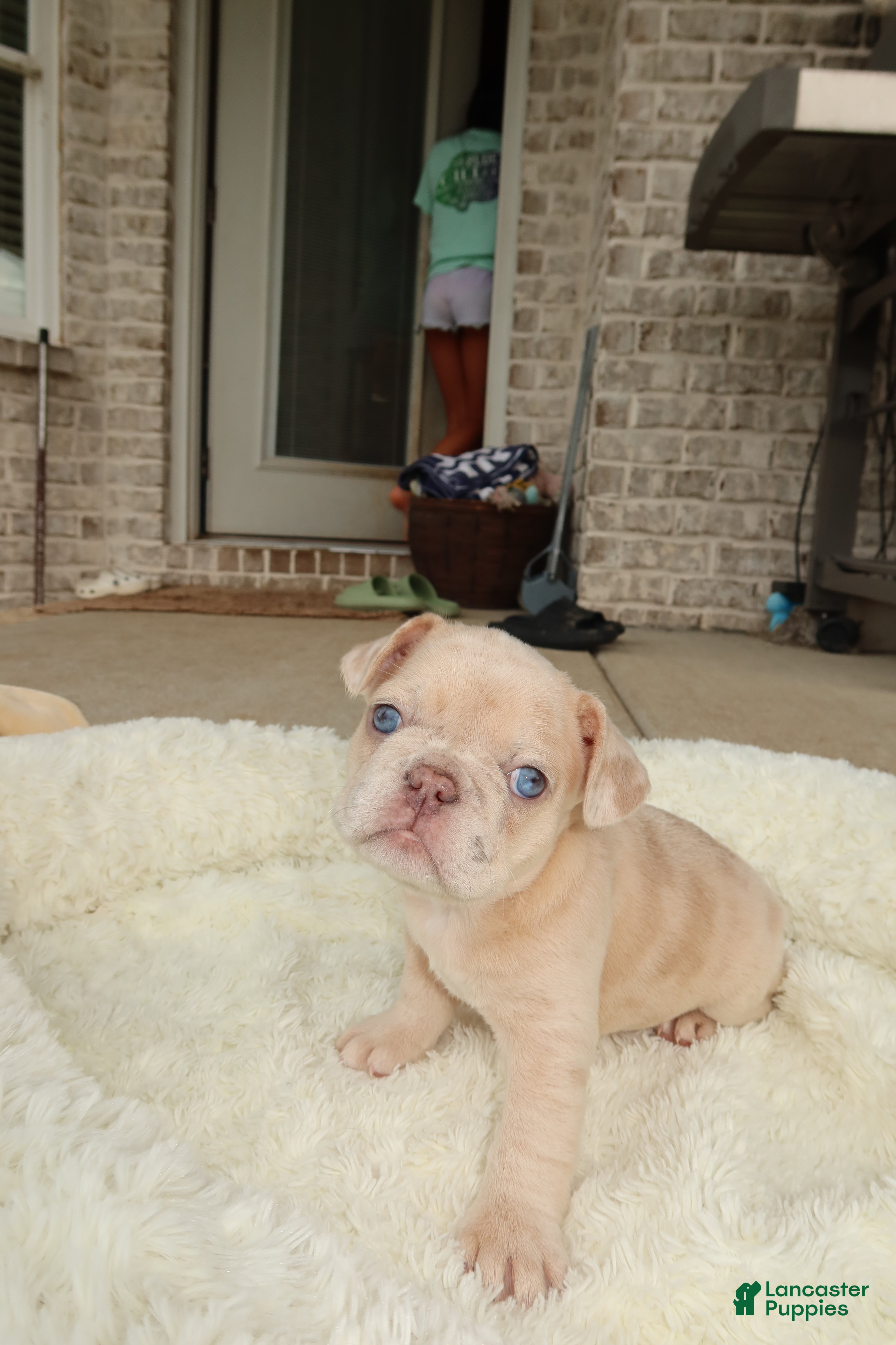 French Bulldog dogs for sale: Coco - Ad 1
