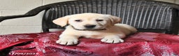 Labrador Retriever dogs for sale: Bailey - Ad 3