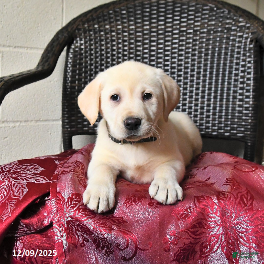 Labrador Retriever dogs for sale: Bailey - Ad 3