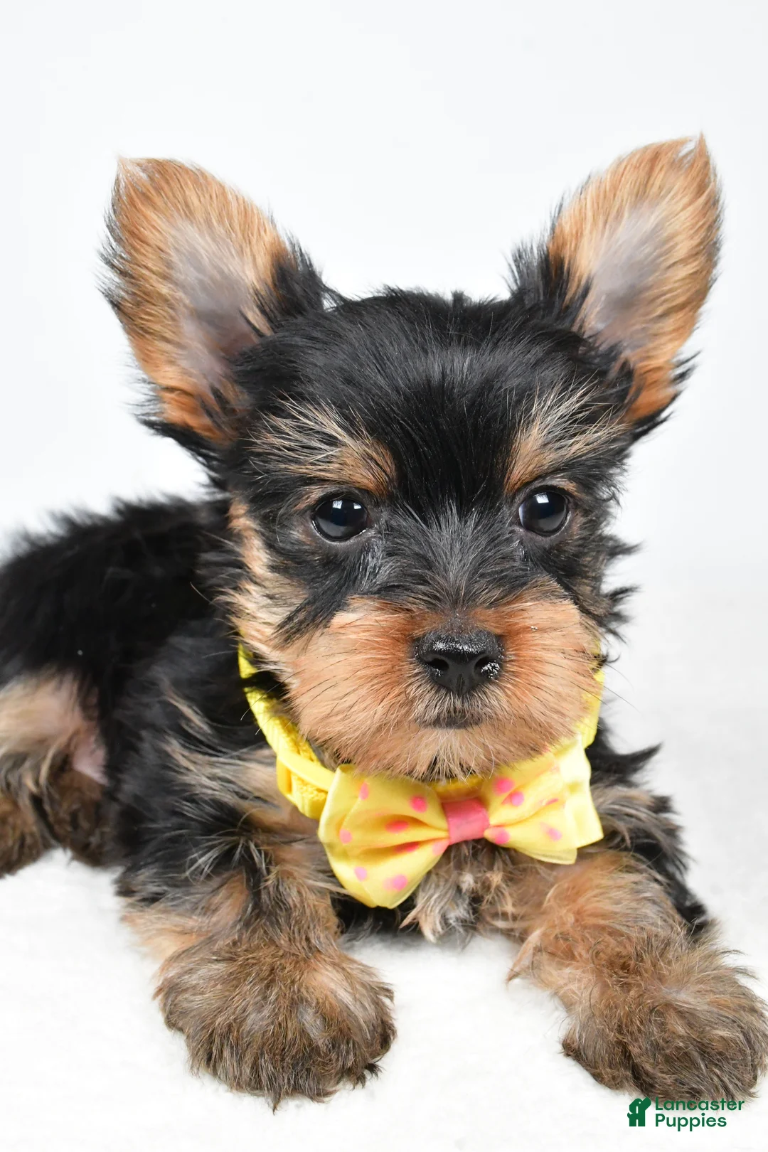 Yorkshire Terrier dogs for sale: Tyler - Ad 3