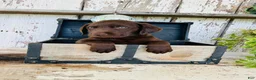 Labrador Retriever dogs for sale: Sam  - Ad 2