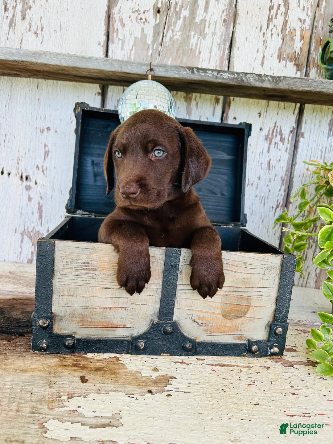 Labrador Retriever dogs for sale: Sam  - Ad 2