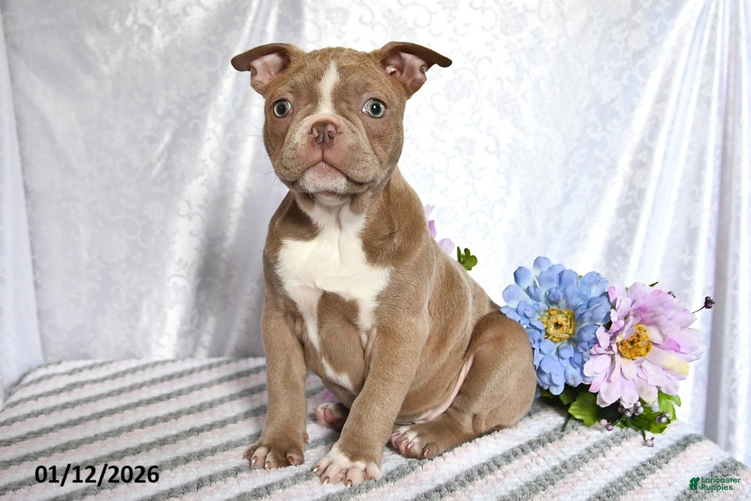 Frenchton dogs for sale: Joy - Ad 4