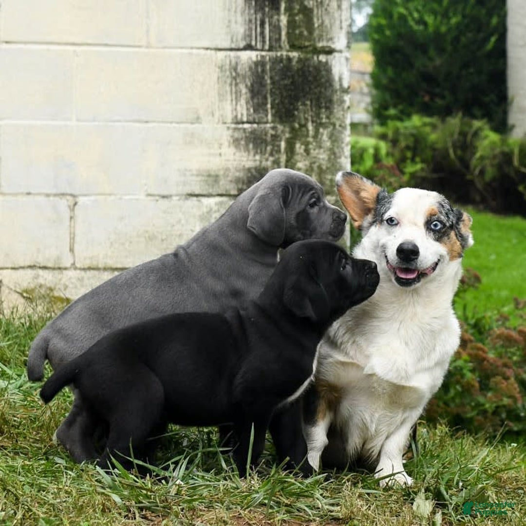 Gallery Image {{count}}