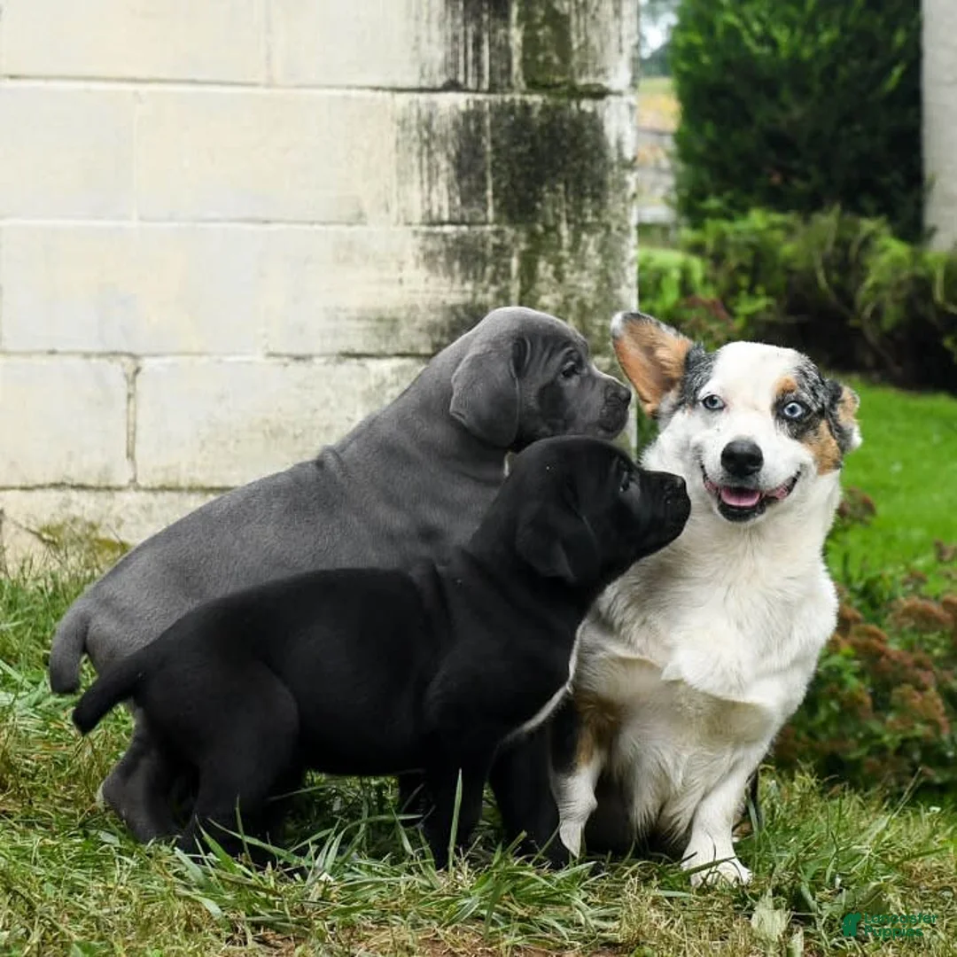 Gallery Image {{count}}