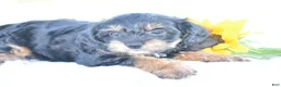 Yorkiepoo dogs for sale: Adora - Ad 4