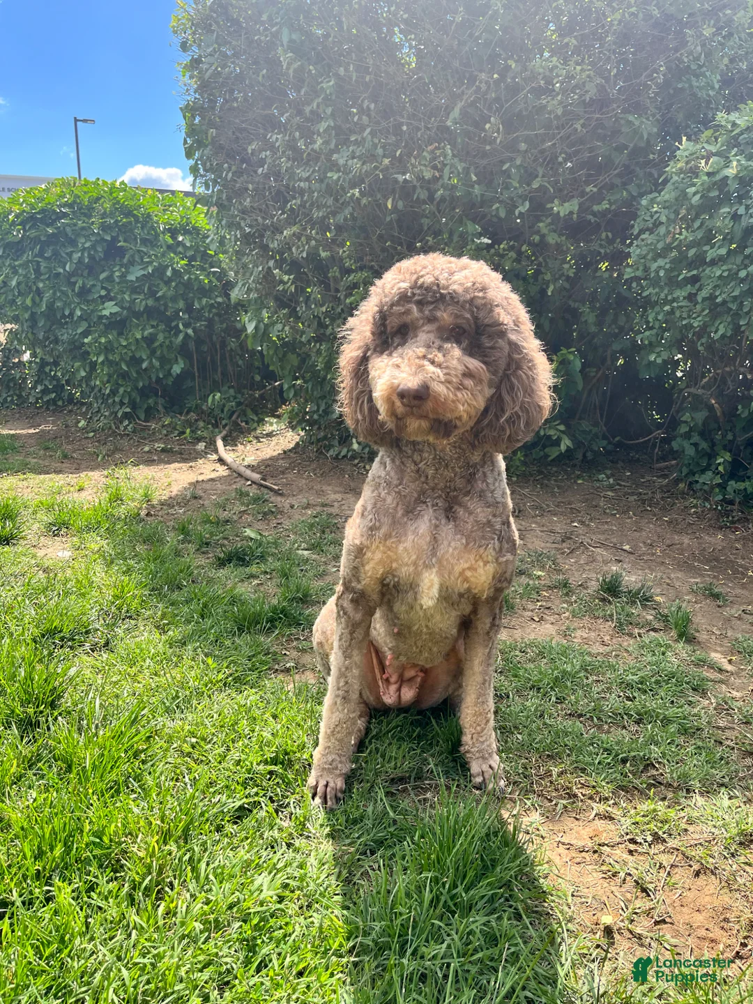 Standard Poodle dogs for sale: Standard Poodle Puppy 1 - Ad 4