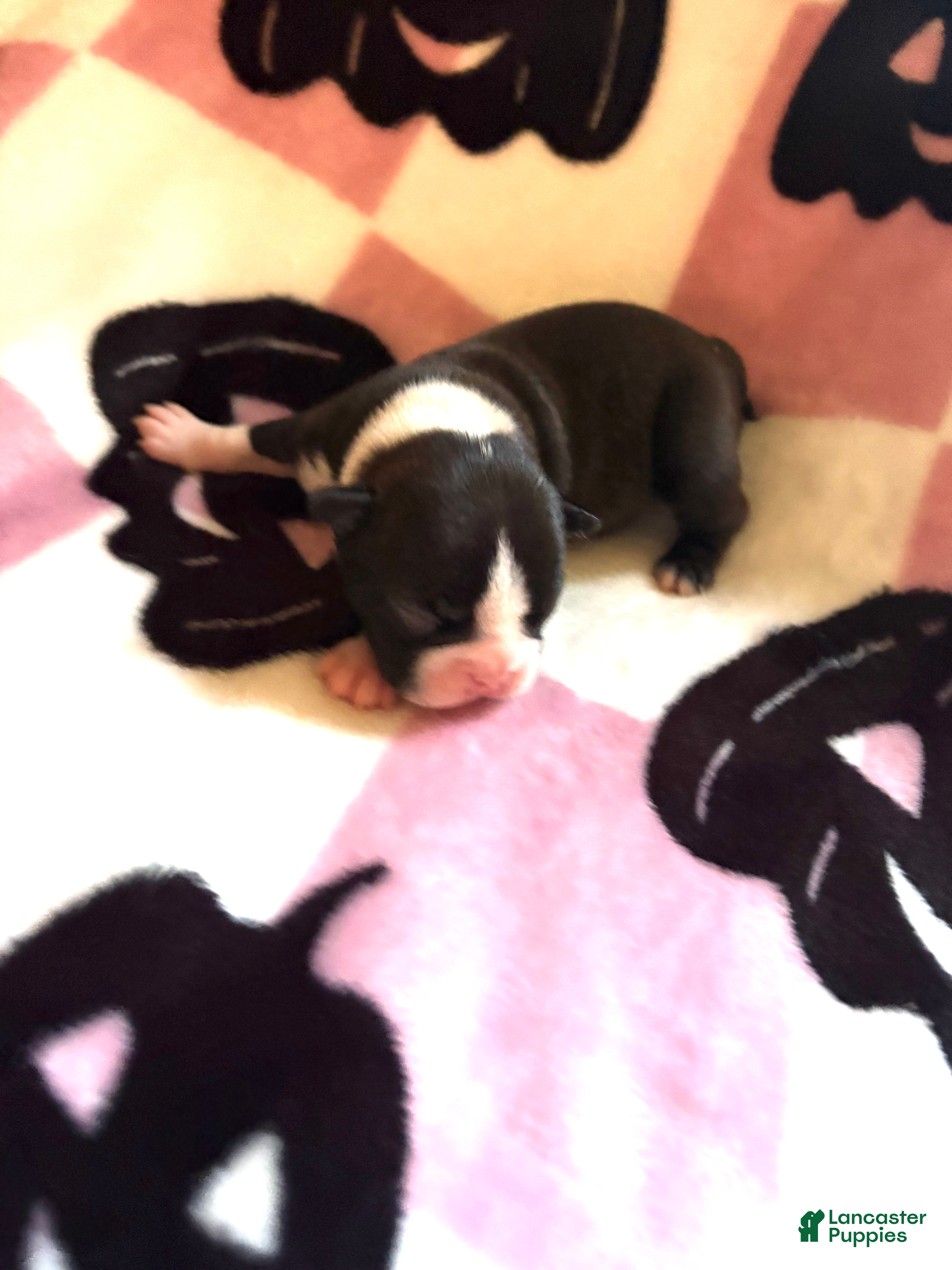 Boston Terrier dogs for sale: Boston Terrier 4 - Ad 2