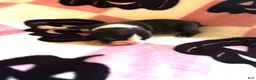 Boston Terrier dogs for sale: Boston Terrier 4 - Ad 1