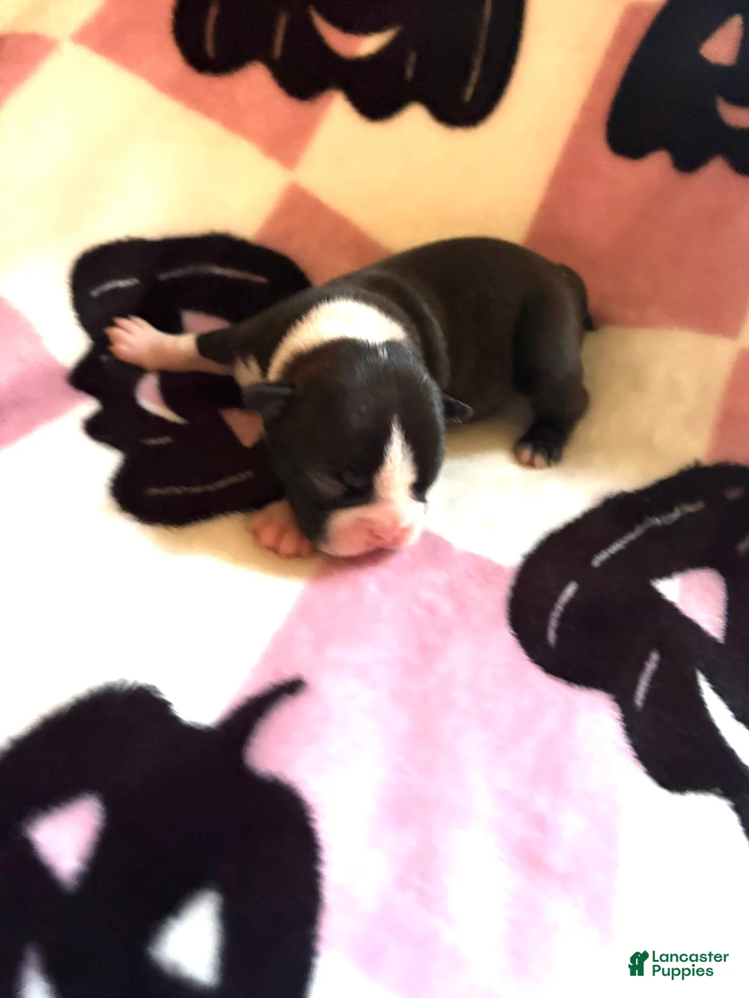 Boston Terrier dogs for sale: Boston Terrier 4 - Ad 1