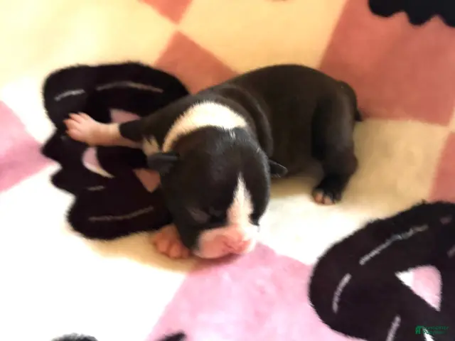 Boston Terrier dogs for sale: Boston Terrier 4 - Ad 8
