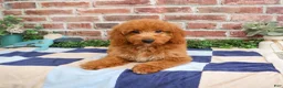 Mini Goldendoodle dogs for sale: Tortellini - Ad 5