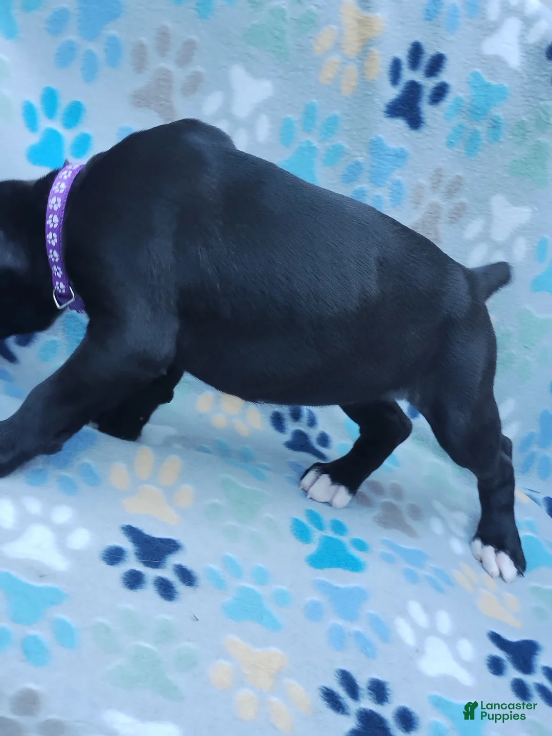 Boxer dogs for sale: Boxer Puppy 5 - Ad 2