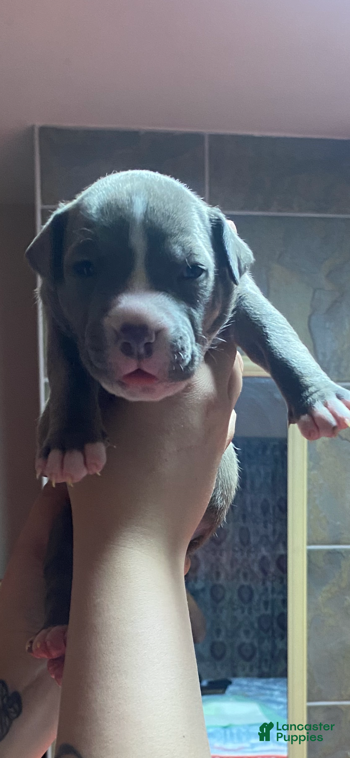 American Bully dogs Blue - Ad 38