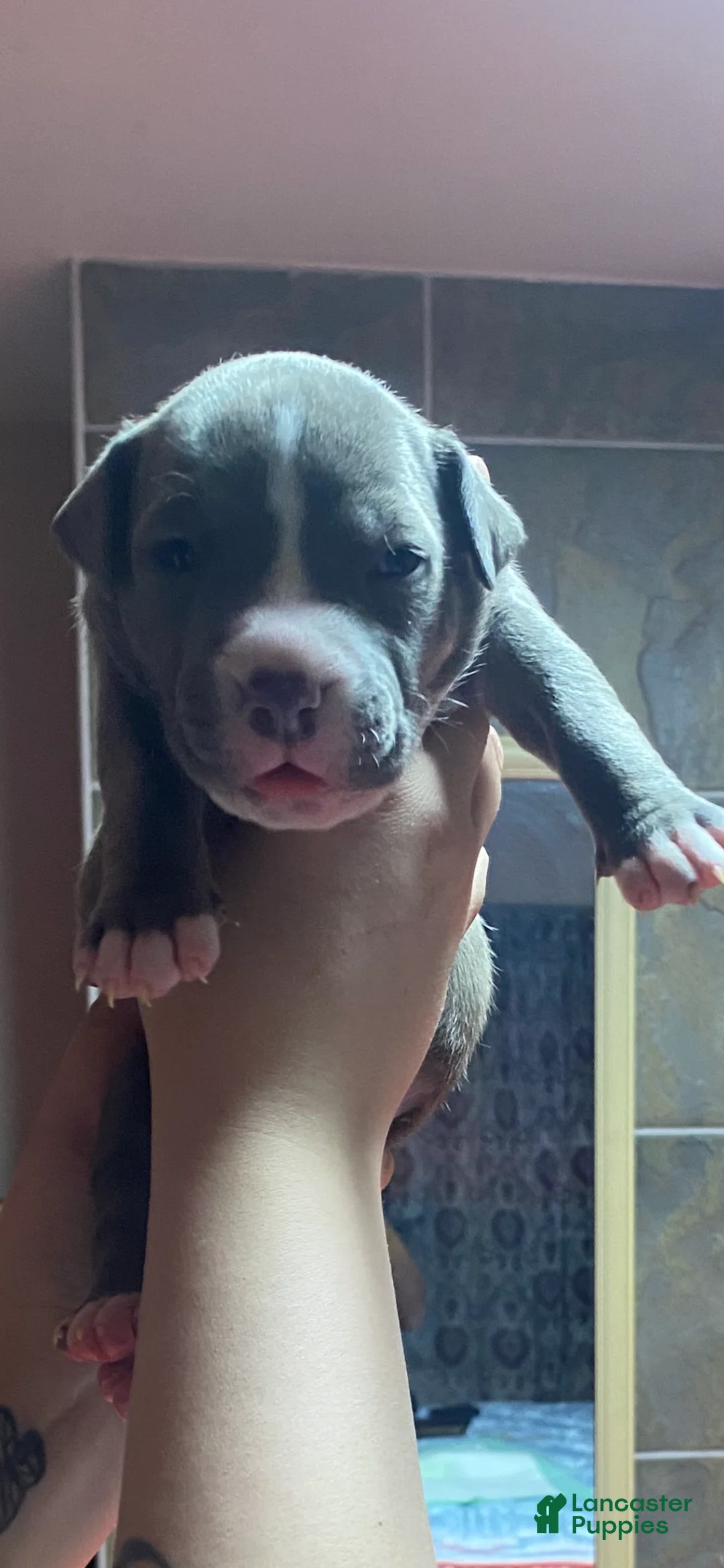 American Bully dogs for sale: Blue - Ad 1