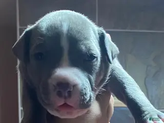 American Bully dogs Blue - Ad 38