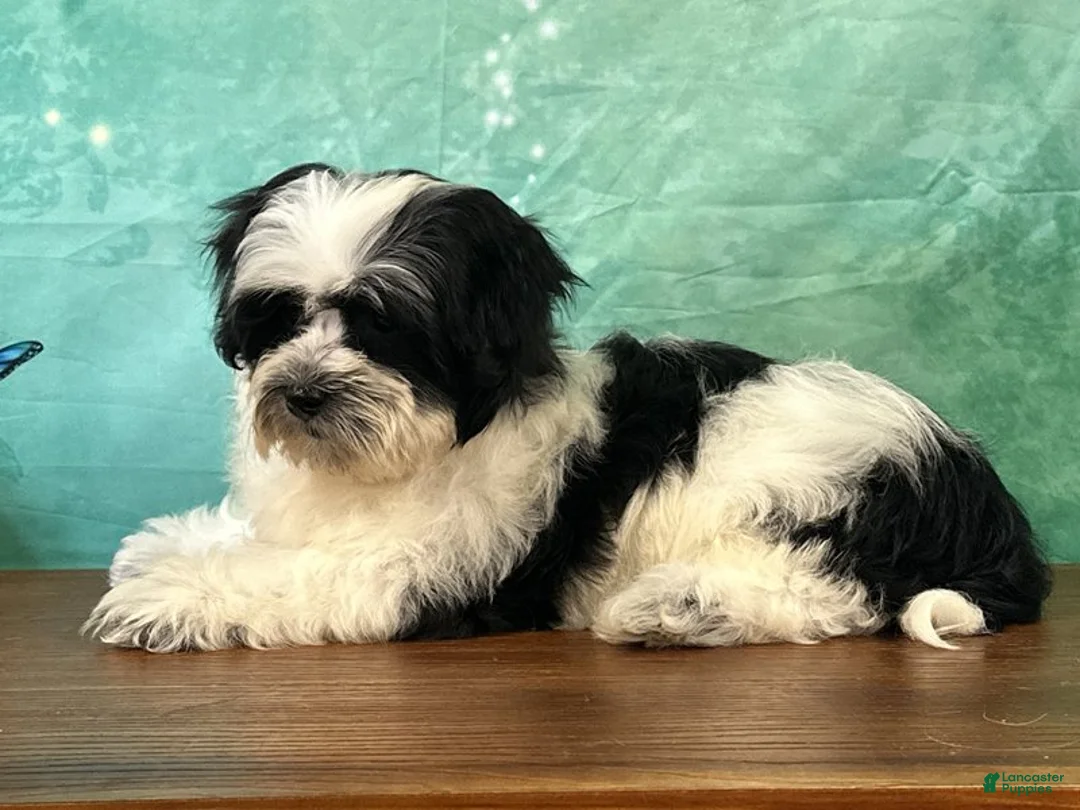 Teddy Bear dogs for sale: Toby - Ad 2