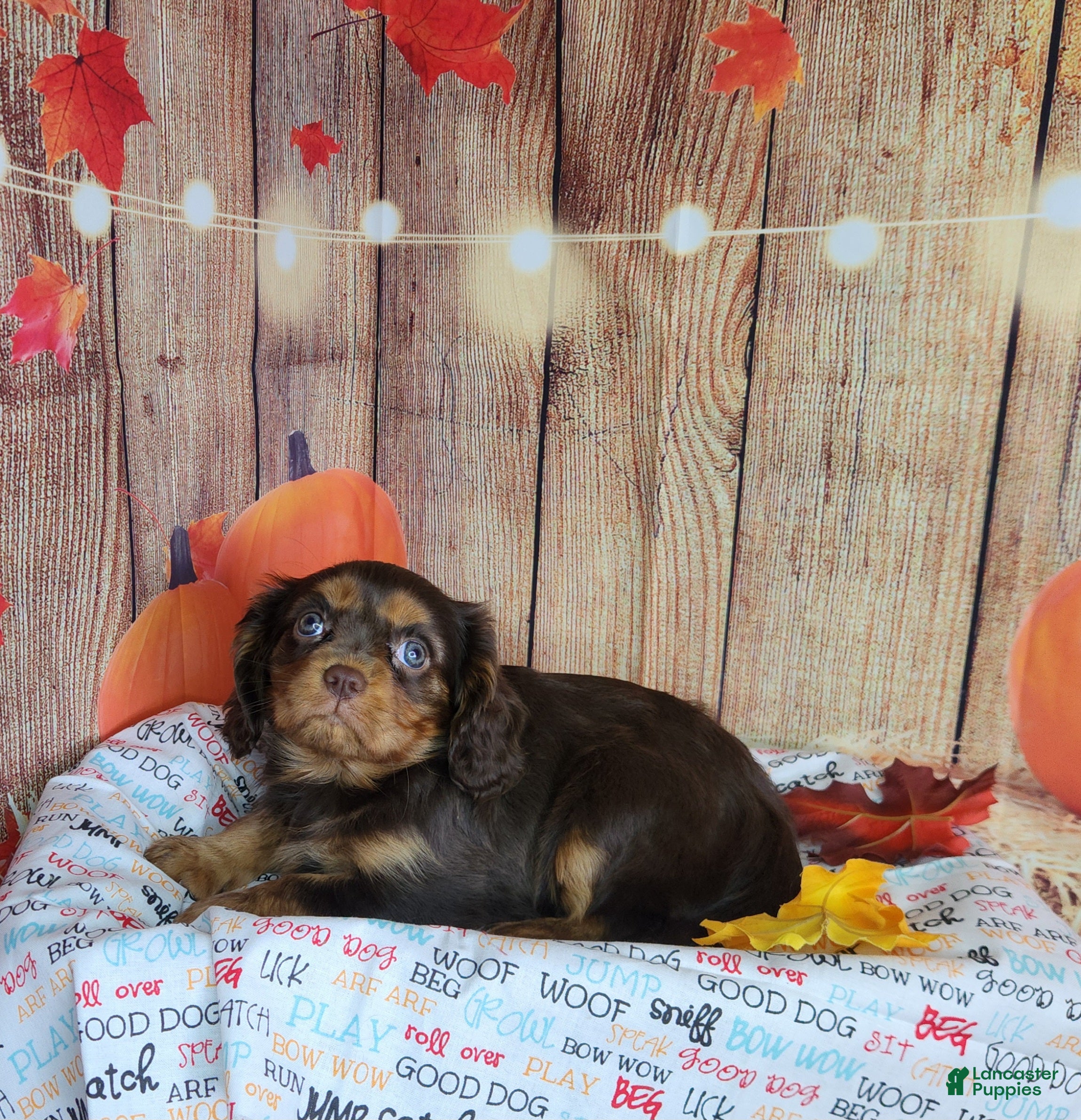 Cavalier King Charles Spaniel dogs for sale: AKC Zoey - Ad 2