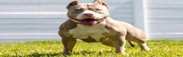 Mixed Breed dogs for sale: Mixed Breed 1 - Ad 17