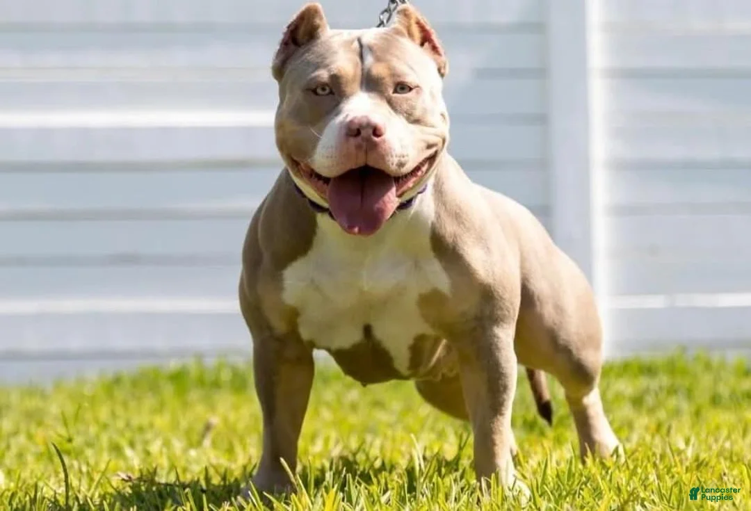Mixed Breed dogs for sale: Mixed Breed 4 - Ad 2