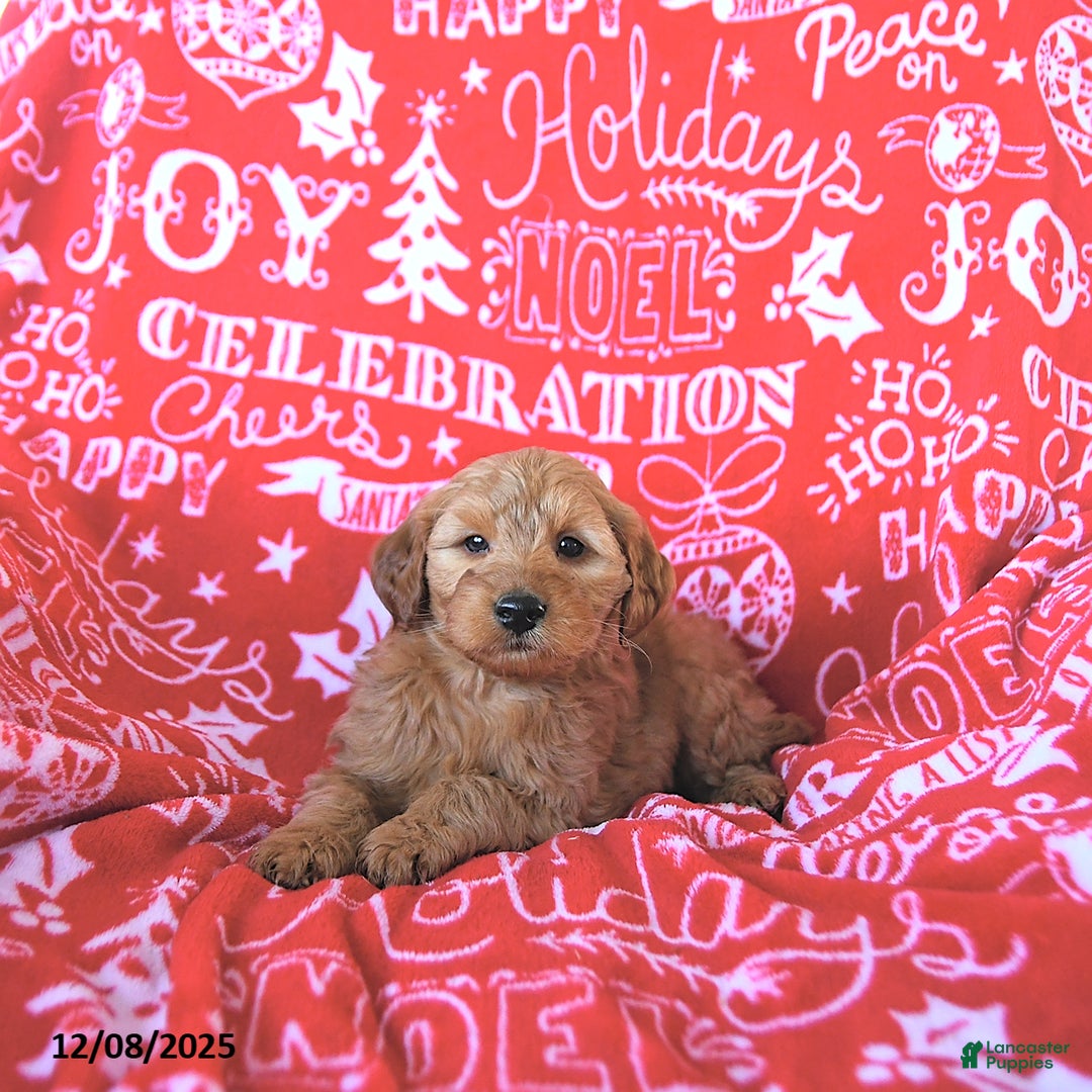 Mini Goldendoodle dogs for sale: Tinsel - Ad 4