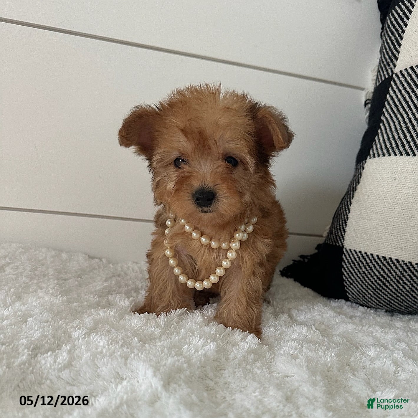 Yorkiepoo dogs for sale: Foxy - Ad 2