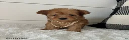 Yorkiepoo dogs for sale: Foxy - Ad 1