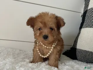 Yorkiepoo dogs for sale: Foxy - Ad 2