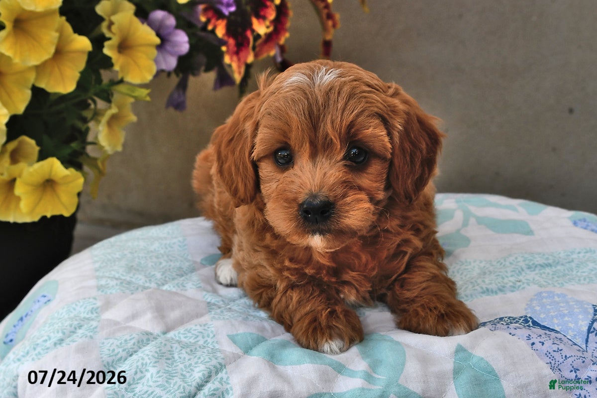 Cavapoo dogs Daisy - Ad 2