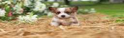 Welsh Corgi Pembroke dogs for sale: Myla - Ad 13