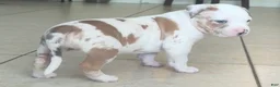 American Bully dogs for sale: American Bully 4 - Ad 2